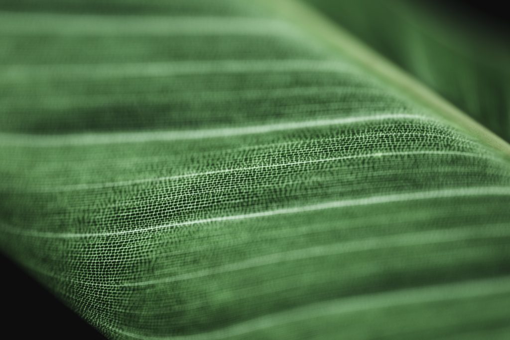 Sustainable Viscose